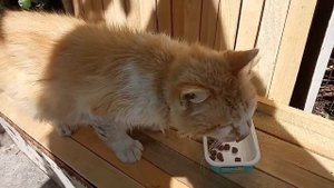 Боятся ли кошки огурцов???