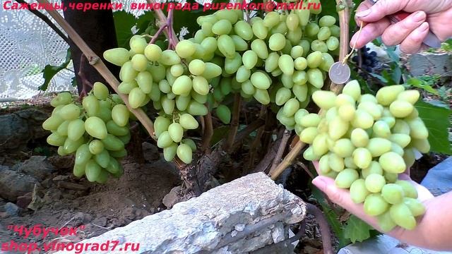 Виноград Нарцисс - раннего срока, с мускатом, крупными гроздями, селекция Писанки О.М. (Пузенко) смотреть онлайн