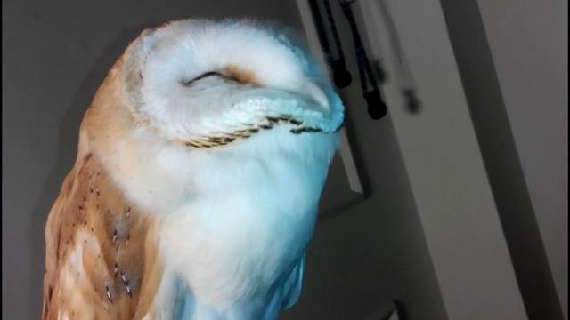 Погладь сову! смотреть онлайн