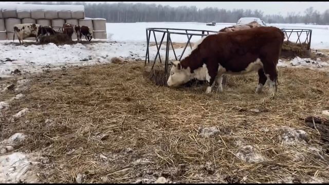 Герефорды КФХ Герефорд. С Новым годом!