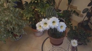 ЧТО  ДЕЛАТЬ,  ЧТОБЫ  КАКТУС  ЗАЦВЕЛ? Обильное цветение Эхинопсиса.  НЕ  МОГУ.