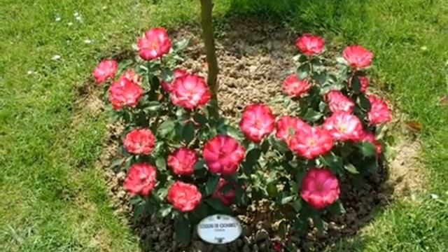 Pозарий парка Багатель.wmv смотреть онлайн