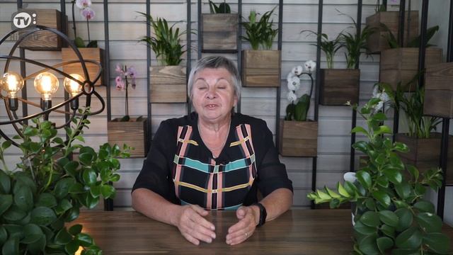 Как сохранить Петунию зимой ✔️ Продлеваем жизнь петуний  ✔️ Советы От Хитсад ТВ