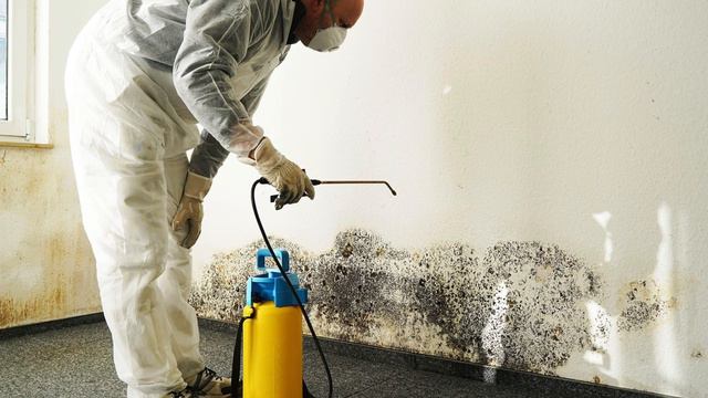 Избавление от плесени в квартире