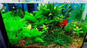 1ч.РАЗВОДНЯ СЕРГЕЯ АКВАРИУМНЫЕ РАСТЕНИЯ. ИРКУТСК