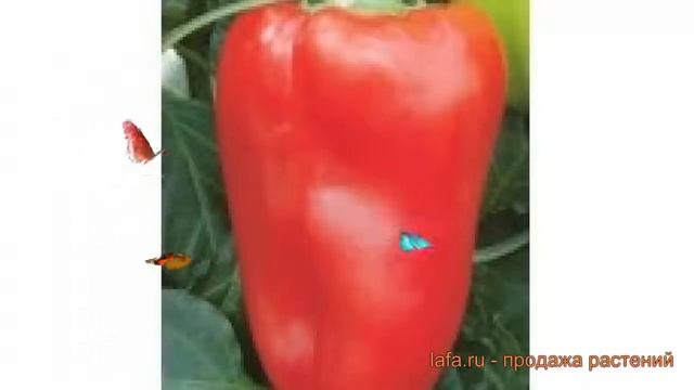 Перец сладкий Ростовский юбилейный ? обзор: как сажать, семена перца Ростовский юбилейный