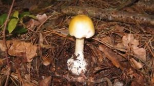 Бледная поганка