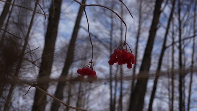 Первый снег в лесу