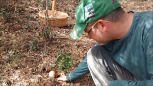 AMANITA CAESAREA 2014 . LA NIÑA MIMADA . HD 720P .