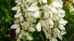 Тамара Миансарова Я - акация