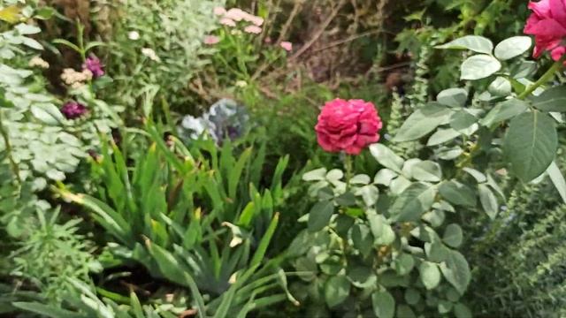 Гомфокарпус, пеннисетум, Вимс Ред, розы с интеллектом! смотреть онлайн