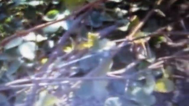 Для чего снимать виноград со шпалеры