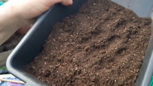 ВЫРАЩИВАНИЕ КАПУСТЫ ОТ А ДО Я сроки посева на рассаду ПРОВЕРЕННЫЙ СПОСОБ 100 % результат