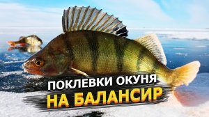 МОРЕ ПОДЪЕМОВ В ЭХОЛОТЕ || Ловля окуня на балансир