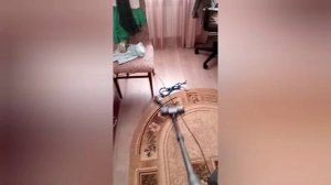 Типы шерсти джек рассел терьера