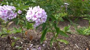 Флокс метельчатый Егорка. Автор: В.В.Корчагин, В.Г.Борисова Год: 2008.