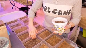 Как правильно прорастить #микрозелень редиса санго, ред коралл, чайна роуз, дайкон. Технология.