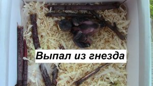 Птенец воробья / Спасение птички/ Чем кормить птенца воробья?