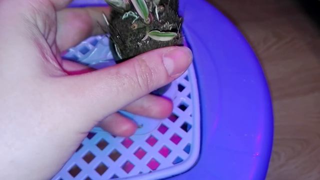 Дендробиум Dwarf variegated Tricolor огромная разница в цене и качестве растения смотреть онлайн