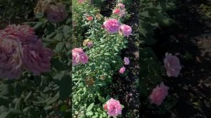 Медно-розовое чудо?Стефани’с Роуз?, Scarman 2007, шраб