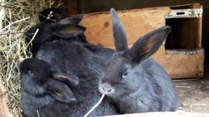 Кролиководство.Уход за сукрольными крольчихами.