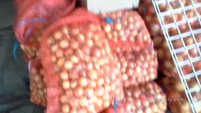 Лук сорта Бонилла, Спирит, Алонсо, Франциско, Тореско и подготовка к сезону. смотреть онлайн