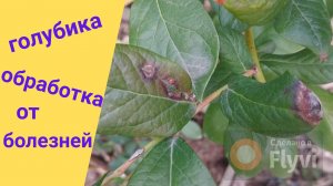 Болезни голубики и осенняя обработка.