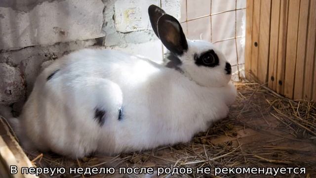 Сколько длится беременность у кроликов смотреть онлайн