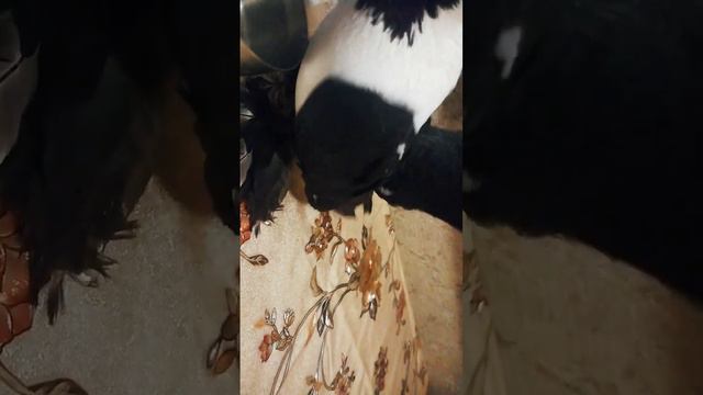 Отправить///Белогрудые ростовские //Бобурова Владимира////// смотреть онлайн