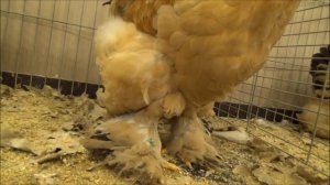 Выставка кур в Германии. Выставка петухов в Германии. Выставка породных кур 2020.