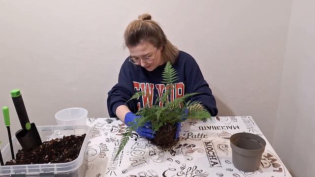 Разговорная пересадка|Фитильный полив|Алоказия Полли|Сциндапсус|Традесканция