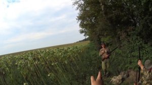 ОХОТА НА ГОЛУБЯ В КРАСНОДАРСКОМ КРАЕ