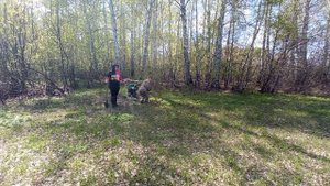 КОП В ЛЕСУ.