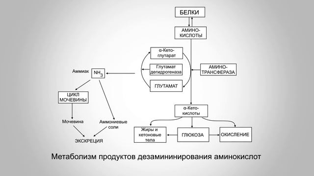 #10_Обмен аминокислот. Биохимия.