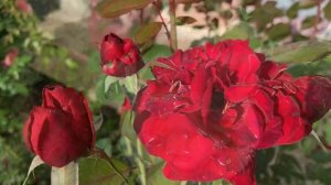 Роза Изабель Ренессанс ( Rose  Isabelle Renaissance)