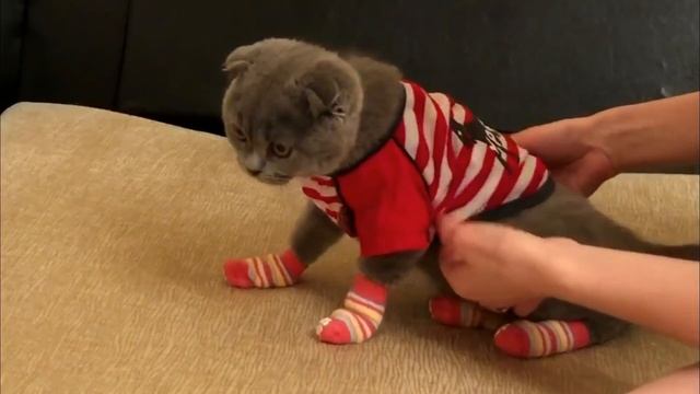 Кошачий модный показ - Кот в одежде!