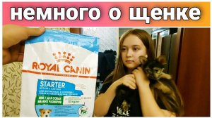 ВЛОГ! Игривый малыш,наш любимый Йорик//Щенок йоркширского терьера//Чем кормим//Манеж для собак//Игры