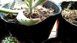 HOW TO PROPAGATE KALANCHOE TOMENTOSA