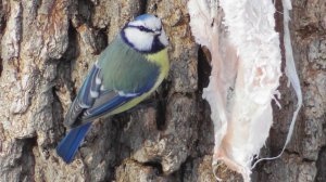 Лазоревка  ( Cyanistes caeruleus )