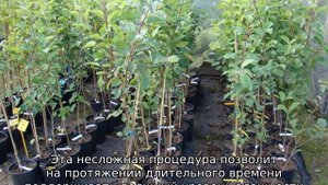 Яблоня Ранетка