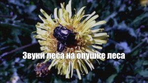 Звуки леса на опушке