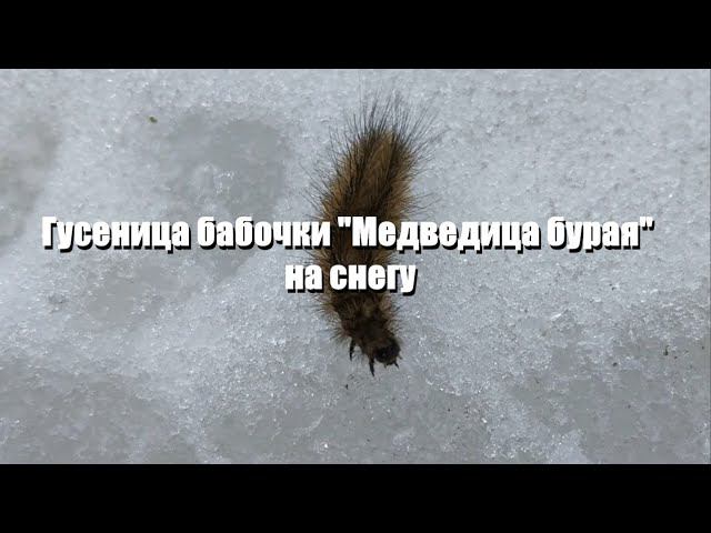 Гусеница бабочки "Медведица бурая" на снегу