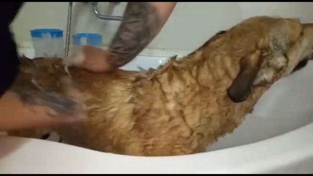 Клиенты зоосалона PetsGlamour. смотреть онлайн