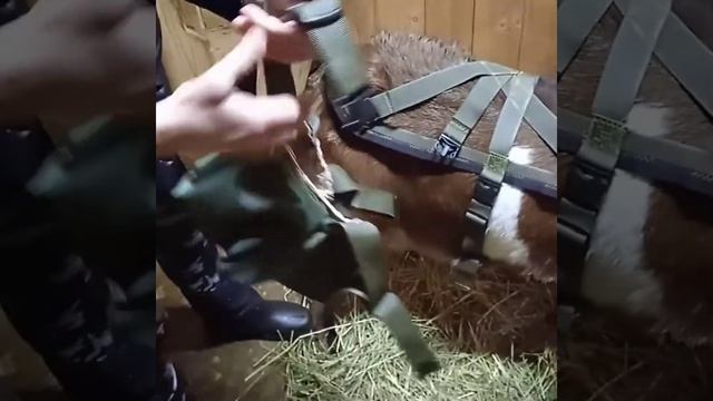 В гостях у Мелиссы(примерка лифчика) смотреть онлайн