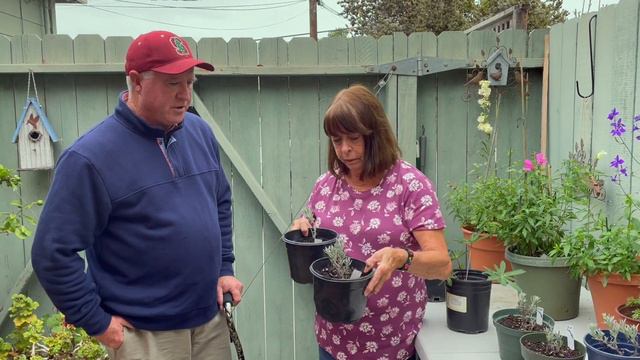 🌿🌸Hardwood Lavender Cuttings смотреть онлайн