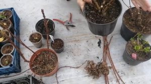 Гортензия крупнолистная формирование куста  от А до Я