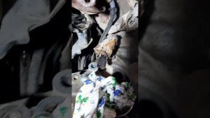 замена датчика коленвала каптива 3.2. можно без снятия раздатки.