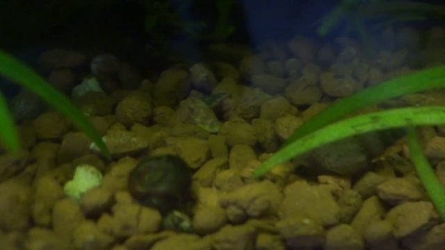 Про карликового рака в аквариуме смотреть онлайн