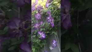 Цветение клематиса 3 группы обрезки сорта Супер Нова