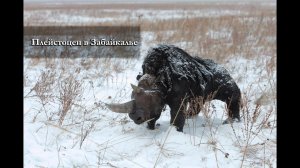 Мохнатые гиганты плейстоцена Забайкалья